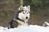 SIBERIAN HUSKY 191